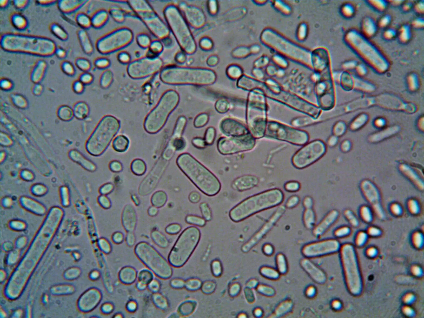 Rod-shaped microorganisms seen under a light microscope